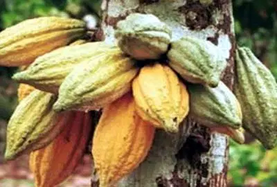 Gunmen kidnap 4 cocoa farmers in Ibadan