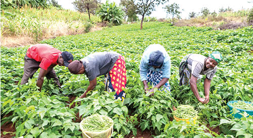 FG to protect farmers, ensure food security